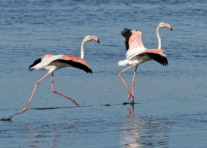 Hébergement de vacances Maison Méditerranéenne 60m² Avec Patio Et Parking Privé, à 5min De La Plage, 3 Pièces Confortables - Fr-1-307-6